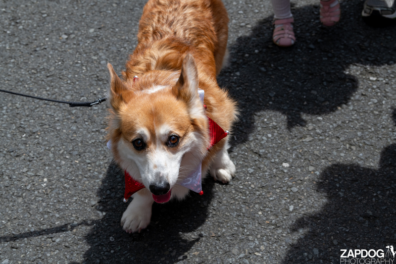 galleries/WellXmas2019/Parade/mid/mid_welly2019_-3054.jpg