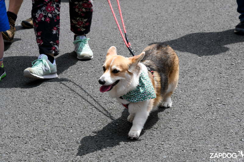 galleries/WellXmas2019/Parade/mid/mid_welly2019_2_-4987.jpg