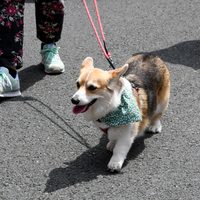 galleries/WellXmas2019/Parade/thumbs/th_welly2019_2_-4987.jpg