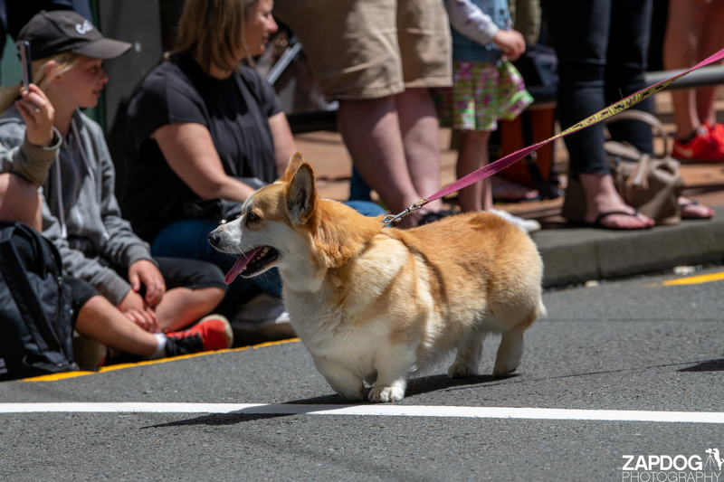 galleries/WellXmas2020/Parade/mid/mid_welly2020-parade-3500-2.jpg
