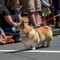 galleries/WellXmas2020/Parade/thumbs/th_welly2020-parade-3500-2.jpg