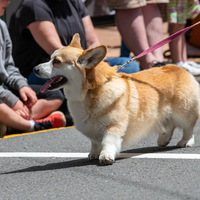 galleries/WellXmas2020/Parade/thumbs/th_welly2020-parade-3502-2.jpg