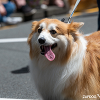 galleries/WellXmas2020/Parade/thumbs/th_welly2020-parade-3506-2.jpg