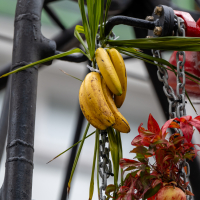 Hit refresh if image not shown