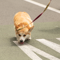 Hit refresh if image not shown