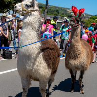 Hit refresh if image not shown