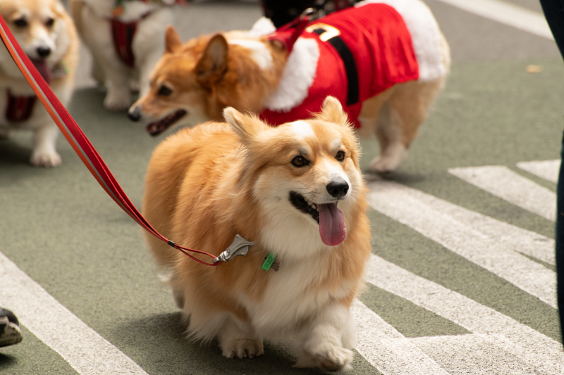 galleries/wellyxmas2018/gallery1/mid/mid_xmas2018-1105.jpg
